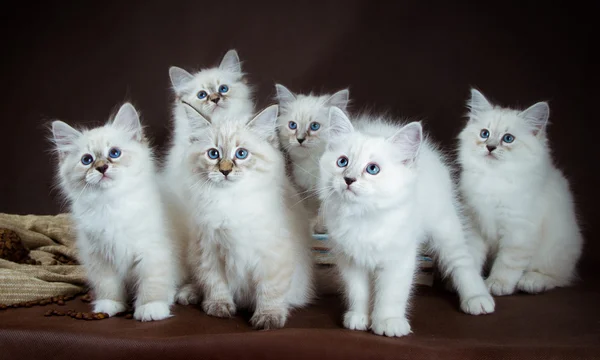 group of Neva masquerade  kittens on brown background