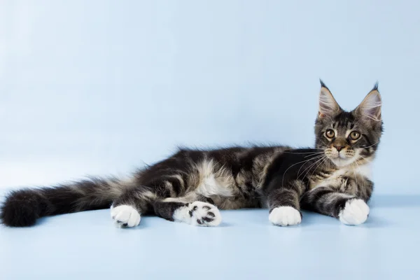 Portret van maine coon kat op blauwe achtergrond — Stockfoto