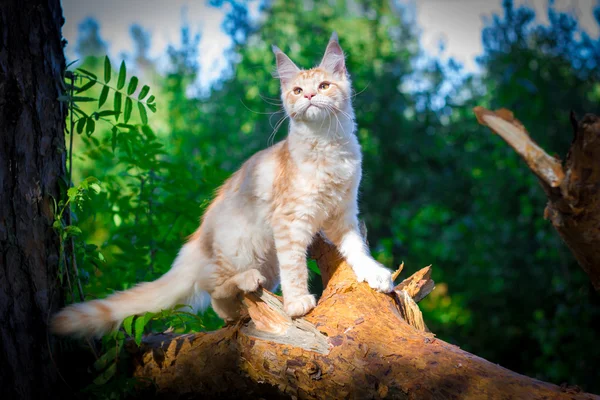 Maine coon kot poza ciekawe spojrzenie na twarz. — Zdjęcie stockowe