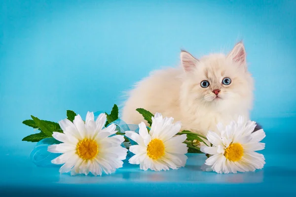 Neva mascarada gatinho no fundo azul — Fotografia de Stock