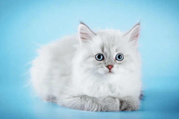 Neva masquerade kitten on blue background — Stock Photo, Image