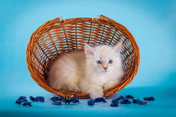 Нева маскарад кошеня в кошику — стокове фото