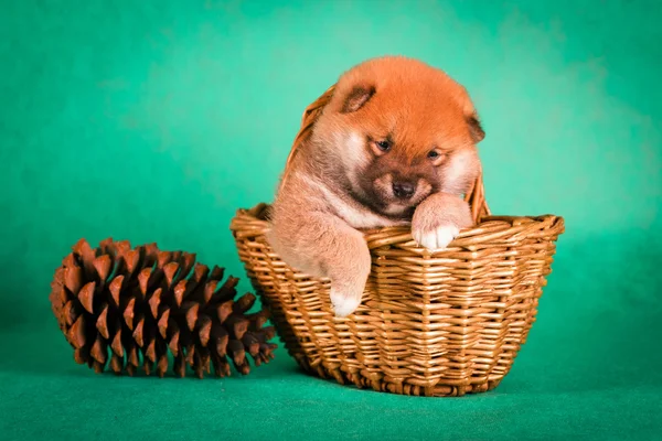 Shiba Inu siedzi na zielonym tle w koszyku — Zdjęcie stockowe