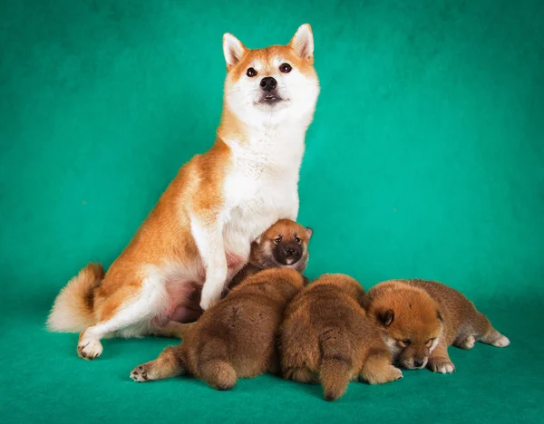 Shiba Inu sits on a green background with puppies — Stock Photo, Image