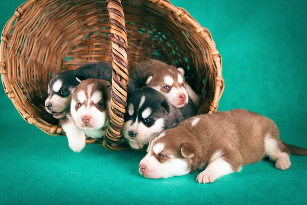 Groep van Siberische Huskey pups studio shoot — Stockfoto