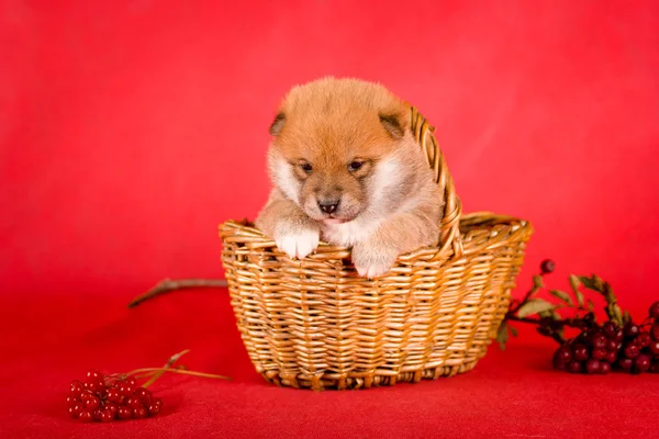 Shiba Inu siedzi na czerwonym tle w koszyku — Zdjęcie stockowe