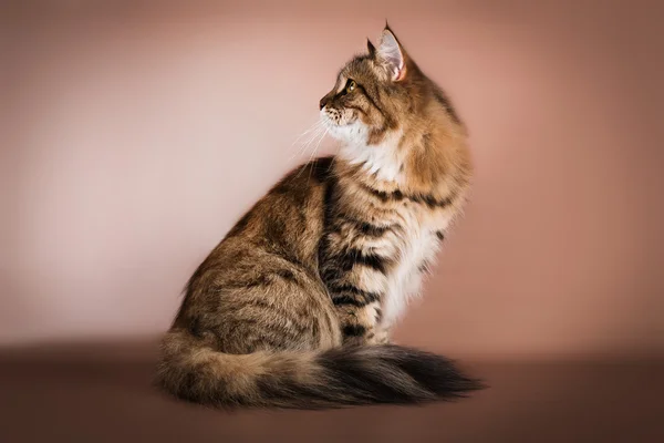 Reinrassige sibirische Katze sitzt auf braunem Hintergrund — Stockfoto