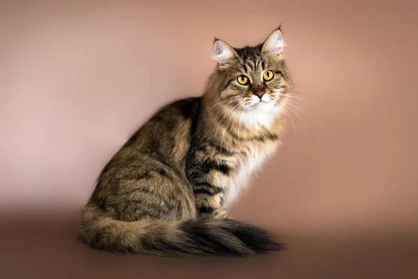 Gato siberiano de raza pura sentado sobre fondo marrón —  Fotos de Stock