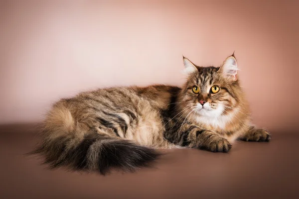 Чистокровная сибирская кошка лежит на коричневом фоне — стоковое фото