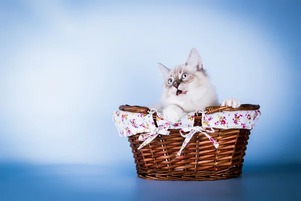 Neva mascarada gatinho. rosto surpreso no fundo azul — Fotografia de Stock