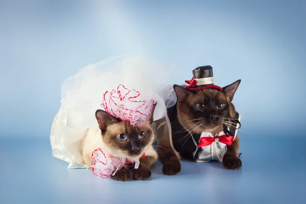 Dvě kočky mekong bobtail svatební kostýmy, ženich a nevěsta na modrém pozadí — Stock fotografie