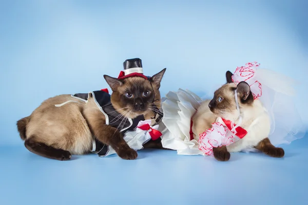 Pareja de mekong bobtail gatos en boda trajes, novio y novia en azul fondo — Foto de Stock