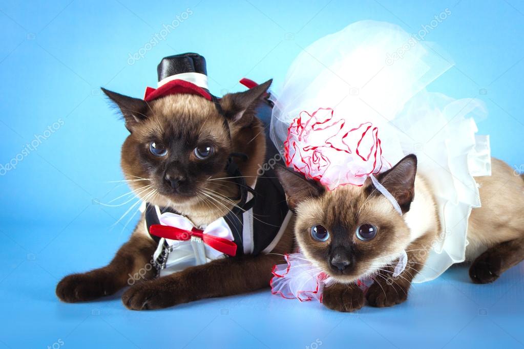 couple of mekong bobtail cats in wedding costumes, groom and bride on blue background