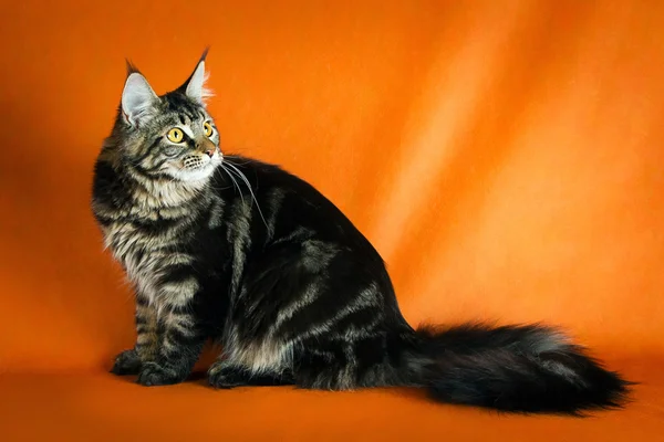Black maine coon cat on yellow  background — Stock Photo, Image