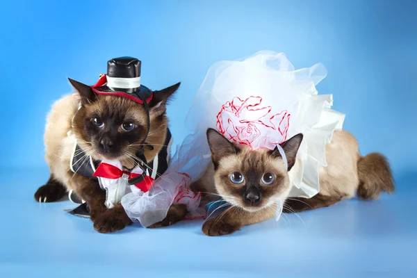 Dvě kočky mekong bobtail svatební kostýmy, ženich a nevěsta na modrém pozadí — Stock fotografie