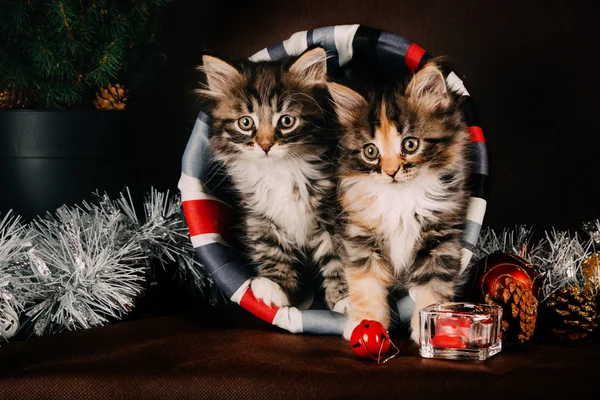 Nadýchané kotě sedící vedle vánoční svíčku. Hnědý poz — Stock fotografie