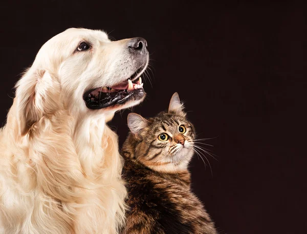 Gatto e cane, gattino siberiano, golden retriever guarda a destra — Foto Stock