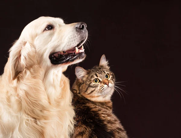 Kat en hond, Siberische kitten, gouden retriever kijkt naar rechts Rechtenvrije Stockafbeeldingen