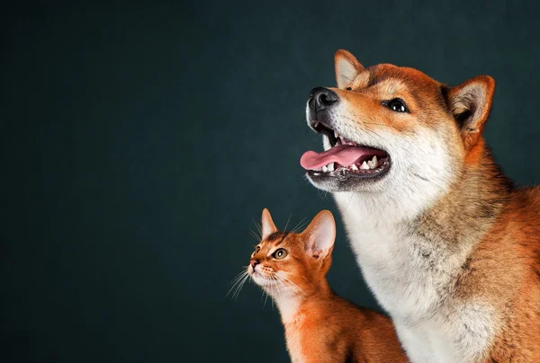 Gato y perro, gatito abisinio, shiba inu cachorro mira a la izquierda —  Fotos de Stock