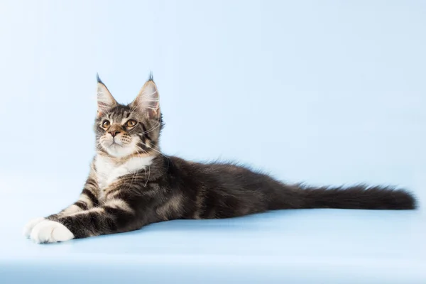 Портрет кота-куна на синьому фоні — стокове фото