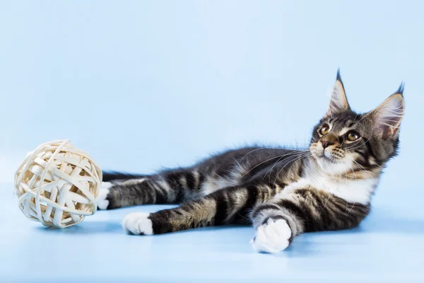 Retrato de maine coon cat no fundo azul — Fotografia de Stock