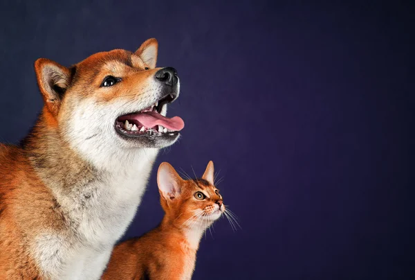 Kat en hond, abyssinian kitten, shiba inu pup kijken naar links Rechtenvrije Stockfoto's