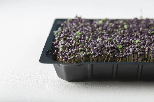 Microgreens Manjericão Roxo Verde Caixa Crescente Fundo Texturizado Branco — Fotografia de Stock