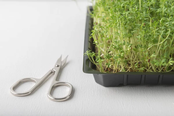 Watercress Microgreens Caixa Crescente Tesoura Fundo Texturizado Branco — Fotografia de Stock