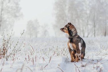 Küçük kahverengi bir köpek kış manzarasının arka planında karda oturur. Köpeği soğuk bir kış sabahı fotokopi odasında gezdir..