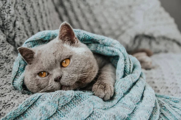 A gray Scottish cat wrapped in a blue scarf lies on a knitted blanket. The cheeky cat is resting.