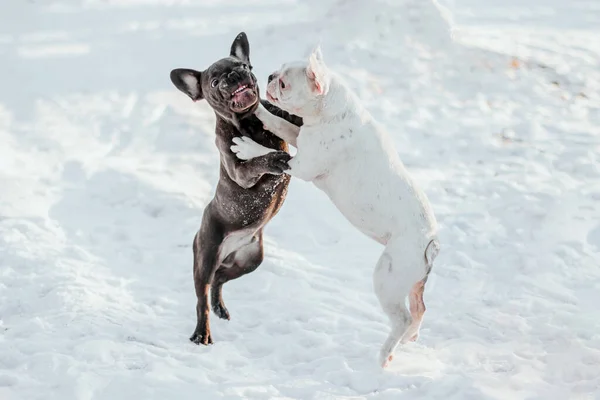 Zwart Wit Franse Bulldogs Vechten Spelen Sneeuw Bulldog Winterwandeling — Stockfoto