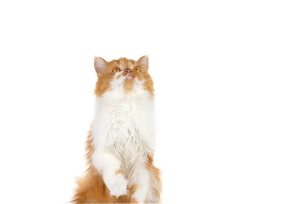 Funny Red Fluffy Cat White Isolated Background Scottish Long Haired — Stock Photo, Image