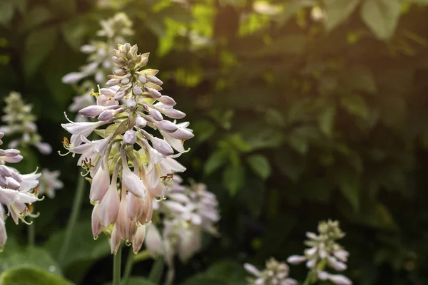 Virágok Házigazdák Kertben Hátterében Zöld Lombozat Summer Blossom Házigazdák — Stock Fotó