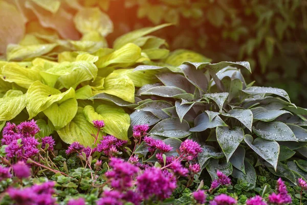 Gospodarze Kwietniku Ogrodzie Letnim Tle Zielonej Przestrzeni Kopiowania Liści — Zdjęcie stockowe
