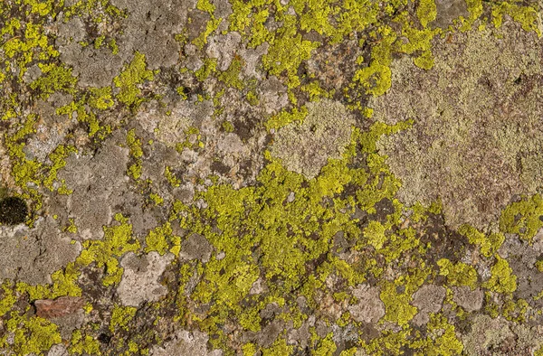 Textura Piedra Está Cubierta Con Liquen Verde Superficie Una Piedra — Foto de Stock
