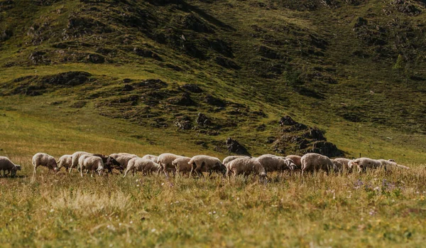 Stádo ovcí na pastvině v horách. Stock Obrázky