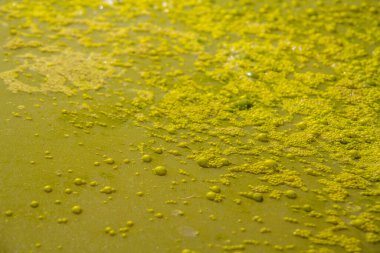 Suyun yüzeyinde sarı-yeşil bir üst üste. Bataklıkta kaynayan sarı su. 
