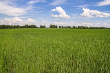 Mavi gökyüzünün altında yeşil bir buğday tarlası.