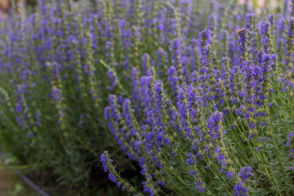 Fiori d'issopo viola nel giardino estivo. Erbe medicinali con fiori blu. — Foto Stock