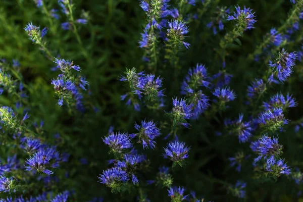 Fleurs d'hysope pourpre dans le jardin d'été. Herbes médicinales aux fleurs bleues. — Photo