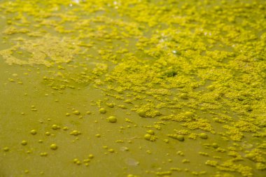Suyun yüzeyinde sarı-yeşil bir üst üste. Bataklıkta kaynayan sarı su.