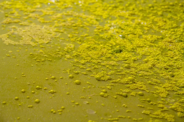 Ένα κιτρινοπράσινο overalt στην επιφάνεια του νερού. Φλύαρο κίτρινο νερό στο βάλτο. Royalty Free Εικόνες Αρχείου
