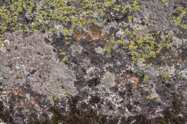 Η υφή της πέτρας καλύπτεται με πράσινη λειχήνα. Η επιφάνεια μιας παλιάς πέτρας. Φωτογραφία Αρχείου