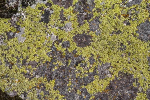 The texture of the stone is covered with green lichen. The surface of an old stone. Royalty Free Stock Images