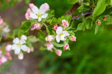 Cüce sütun elma ağacının çiçek açması. Çiçekli dallar. Yakın plan. Yazı için uygun bir yer. Arkaplan.