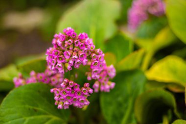 Yazın çiçek açan pembe bebe. Yeşil arka planda büyük çiçekler. Yakın plan. Yazı için uygun bir yer. Arkaplan.