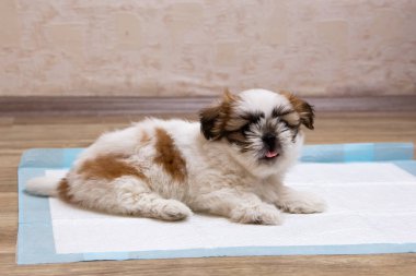 Training a funny shit-tsu puppy goes to the toilet on a diaper. Diapers for dogs. Close-up. Place for an inscription.