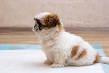 Training a funny shit-tsu puppy goes to the toilet on a diaper. Diapers for dogs. Close-up. Place for an inscription.