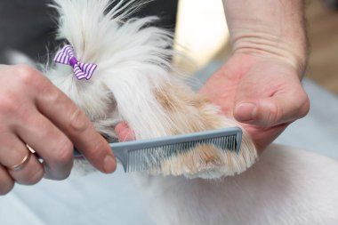 Sahibi hayvanlarla ilgilenen komik bir köpek yavrusunu tarıyor. İzole edilmiş. Uzayı kopyala Yazı için uygun bir yer. Yakın plan..