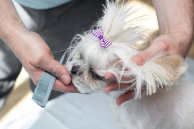 Sahibi hayvanlarla ilgilenen komik bir köpek yavrusunu tarıyor. İzole edilmiş. Uzayı kopyala Yazı için uygun bir yer. Yakın plan..